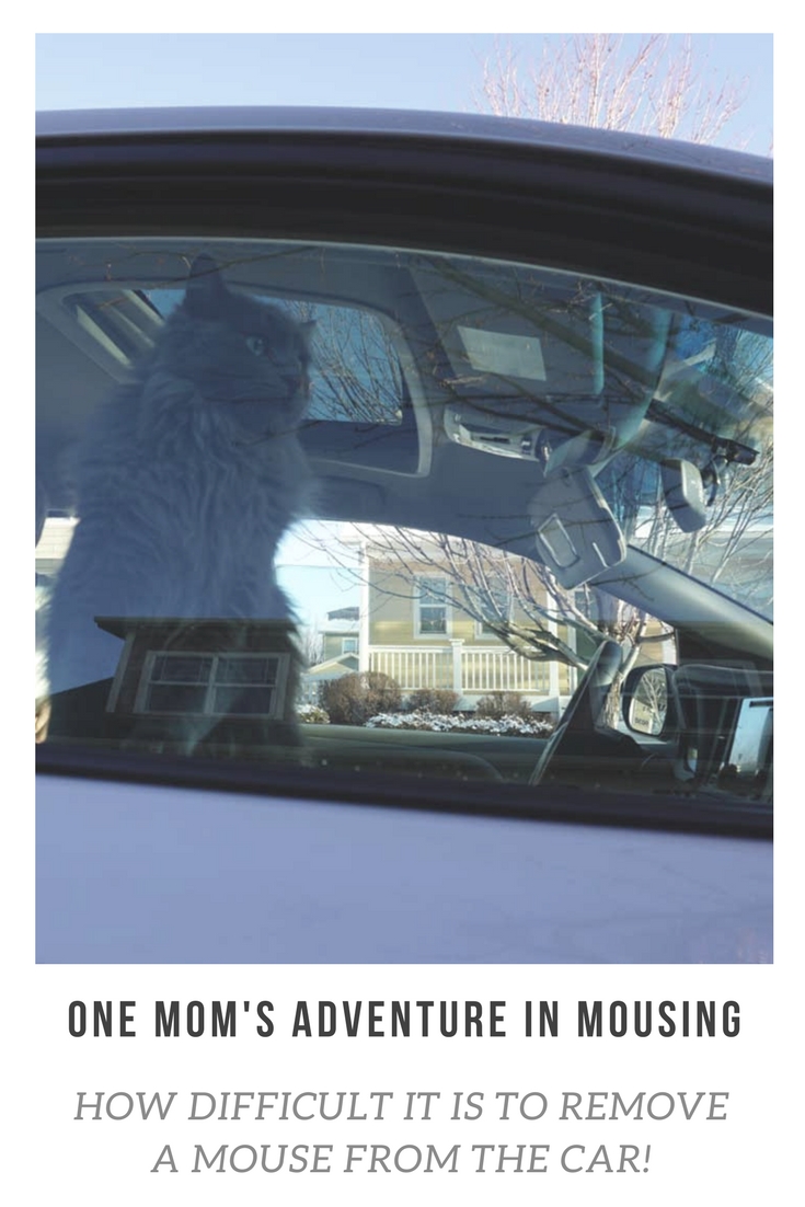 Oh, what to do when there's a mouse in the car?! One mom's adventure in mousing...