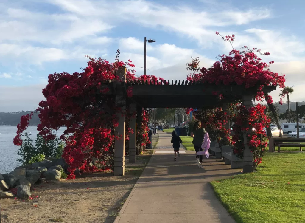 Lovely flowers cascade down arbors along the Shelter Island San Diego sidewalks.