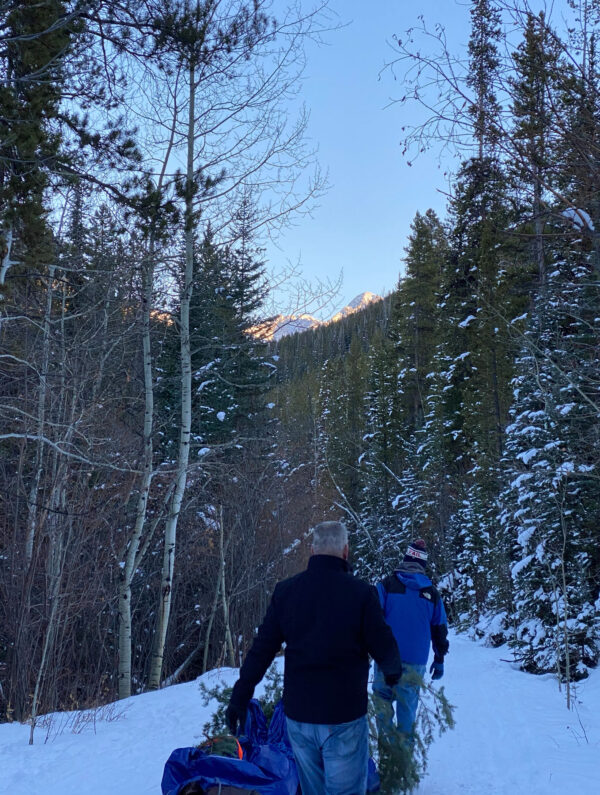 Cut Your Own Christmas Tree What to Know Insider Families