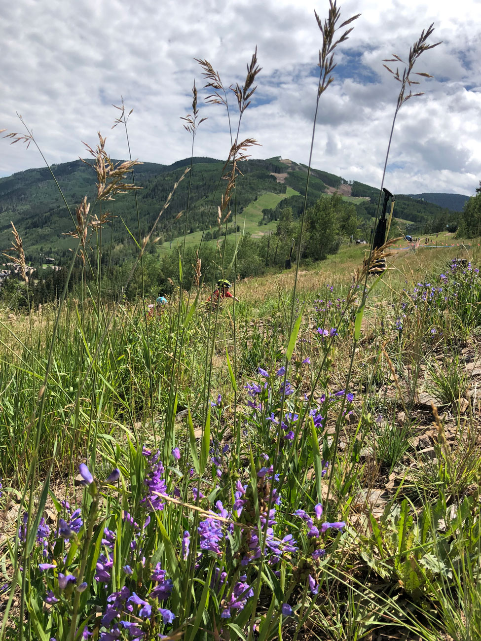 wildflowers during vail summer