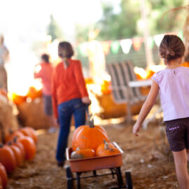 Colorado Pumpkin Patches for Fall Family Fun