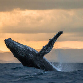 Hawaii Whale Watching humpback whale on a hawaii whale watching cruise