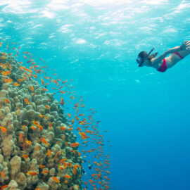 Best Snorkeling in Hawaii Best Snorkeling in Hawaii