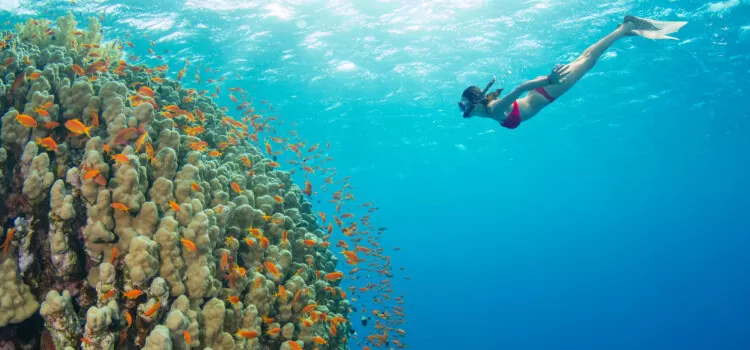 Best Snorkeling in Hawaii Best Snorkeling in Hawaii