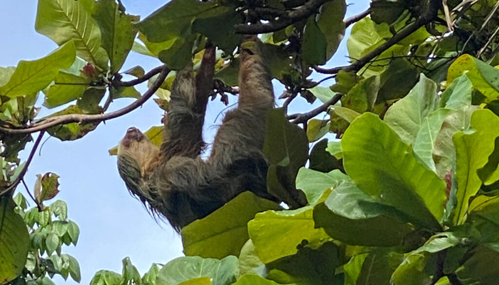 sloth in costa rica in manuel antonio
