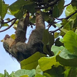 sloth in costa rica in manuel antonio
