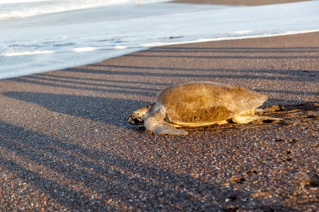 An olive ridley sea turtle (Lepidochelys olivacea) returning to the sea after laying eggs on the beach in the morning at Ostional Wildlife Refuge in Costa Rica